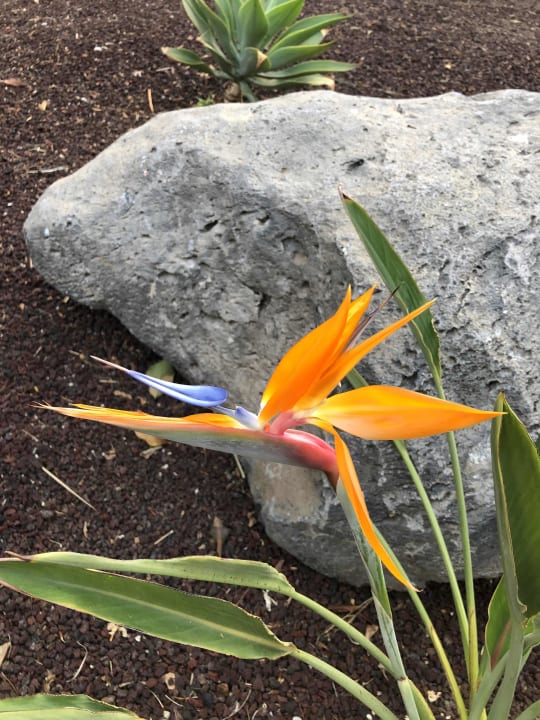 Gartenanlage ROBINSON JANDIA PLAYA