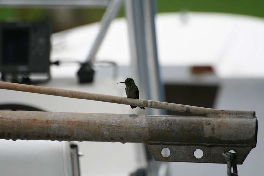 Kolibri Casa Acuario