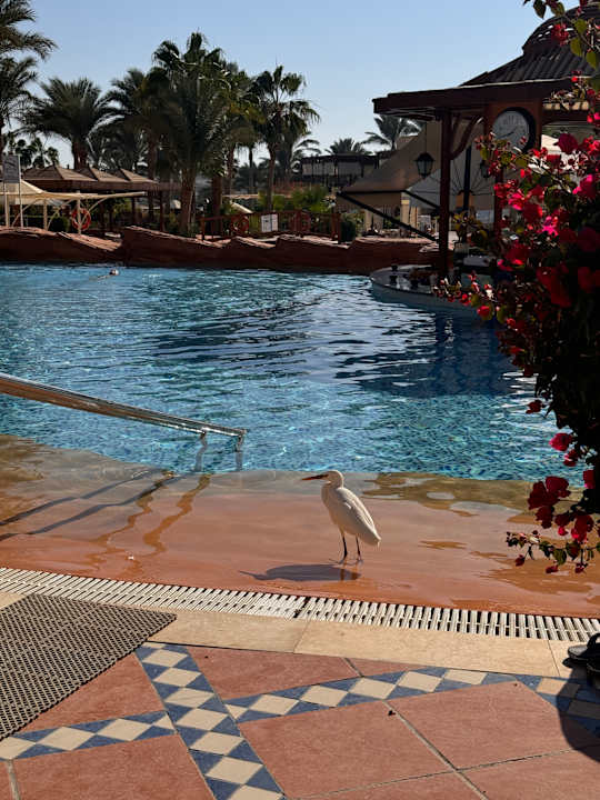 Pool Steigenberger Coraya Beach - Adults only