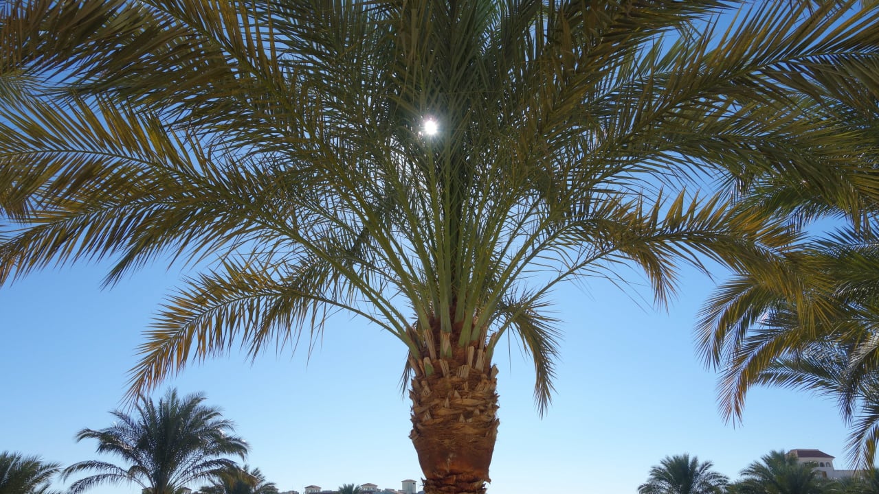 Uitzicht vanaf kamer Pickalbatros Dana Beach Resort - Hurghada