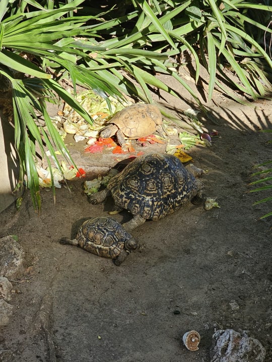 Gartenanlage Bahari Beach Hotel
