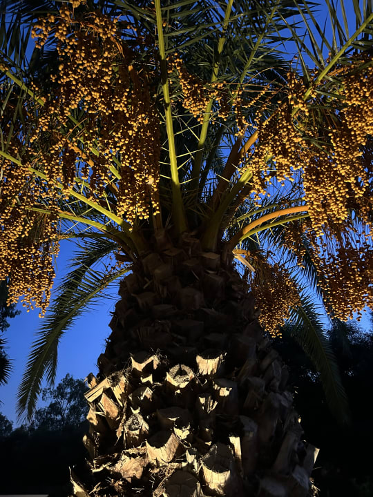 Gartenanlage Caravia Beach Hotel