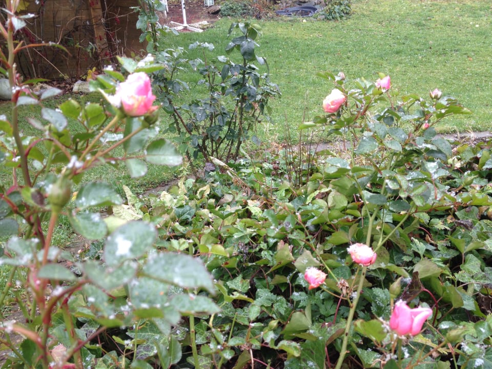 Gartenanlage Löwenstein Ferienwohnungen