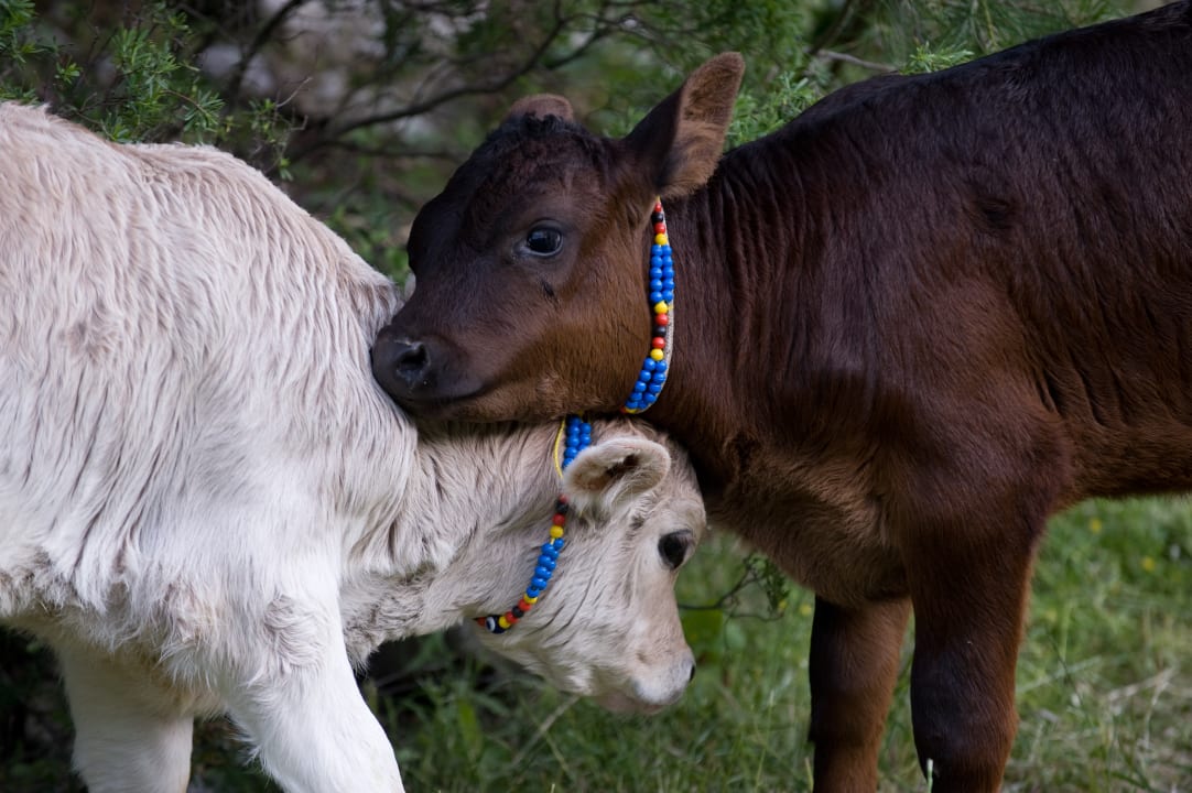 Gartenanlage Dionysos Hotel