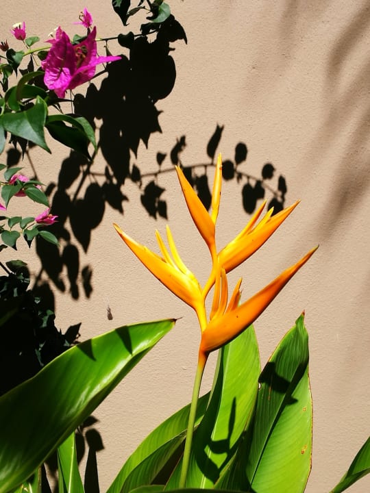 Blüten The Coco de Mer Hotel & Black Parrot Suites