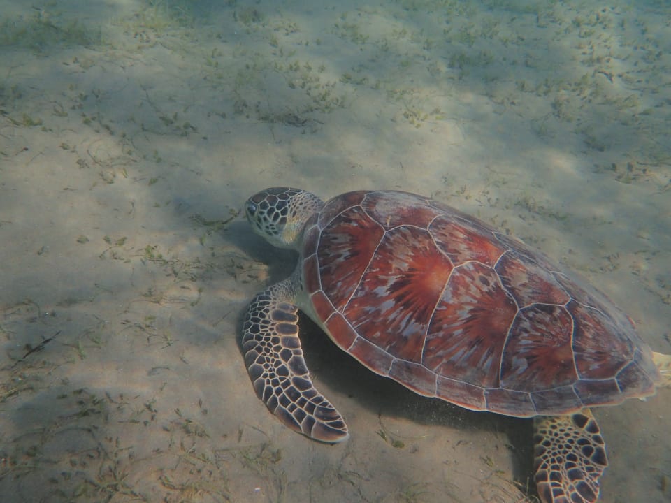 Strand Lahami Bay Beach Resort