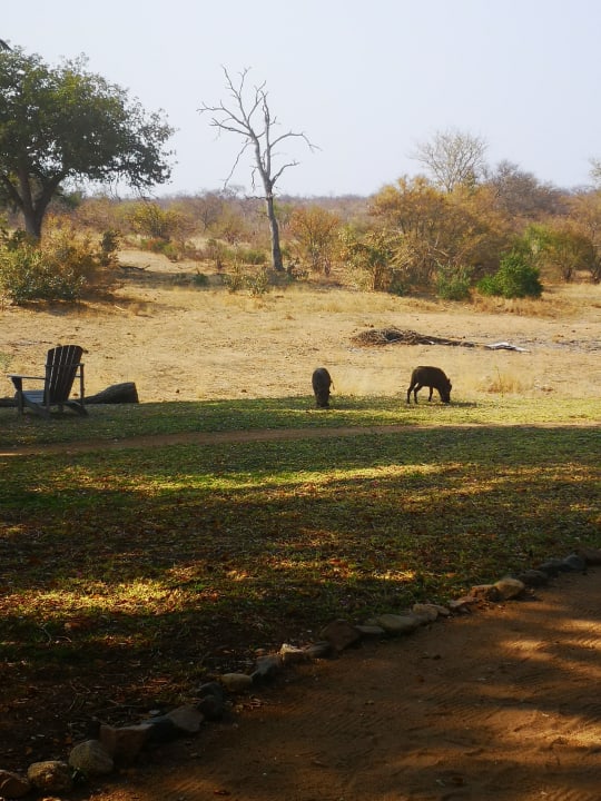Gartenanlage Motswari Private Game Reserve & Geiger's Camp