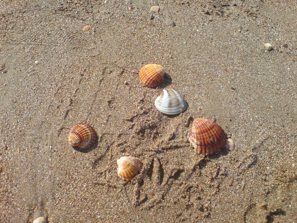 Muscheln Aydinbey Kings Palace & Spa