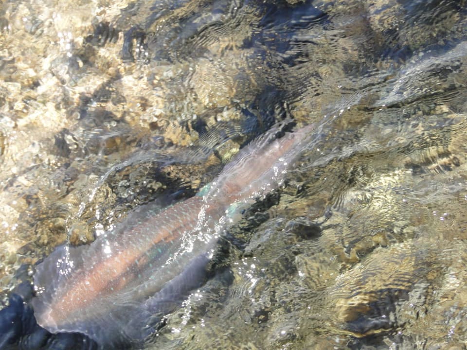 Crystal Springs Beach Hotel Crystal Springs Beach Hotel