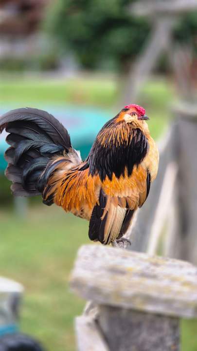 Gartenanlage Familienferienhof Wenighof
