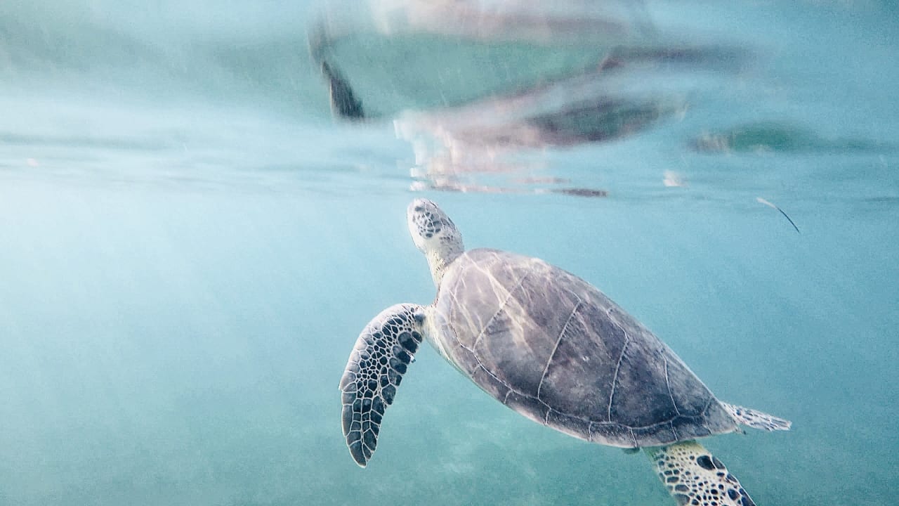 Sport & Freizeit Akumal Bay Beach & Wellness Resort