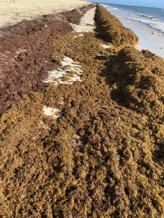 Strand Hotel Riu Palace Punta Cana