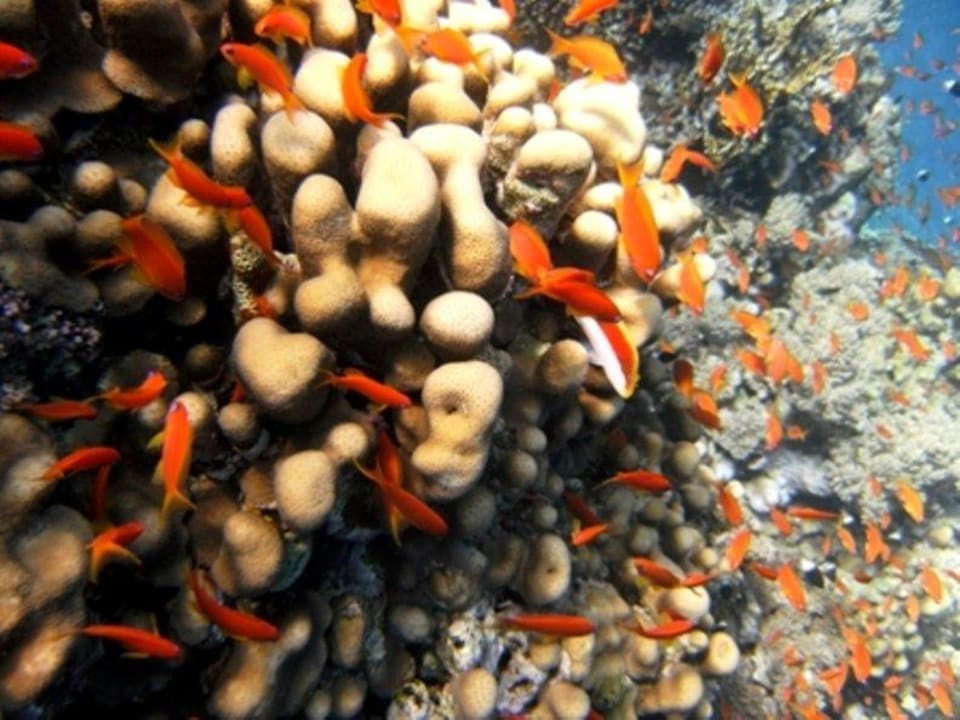 House reef Pickalbatros Citadel Resort