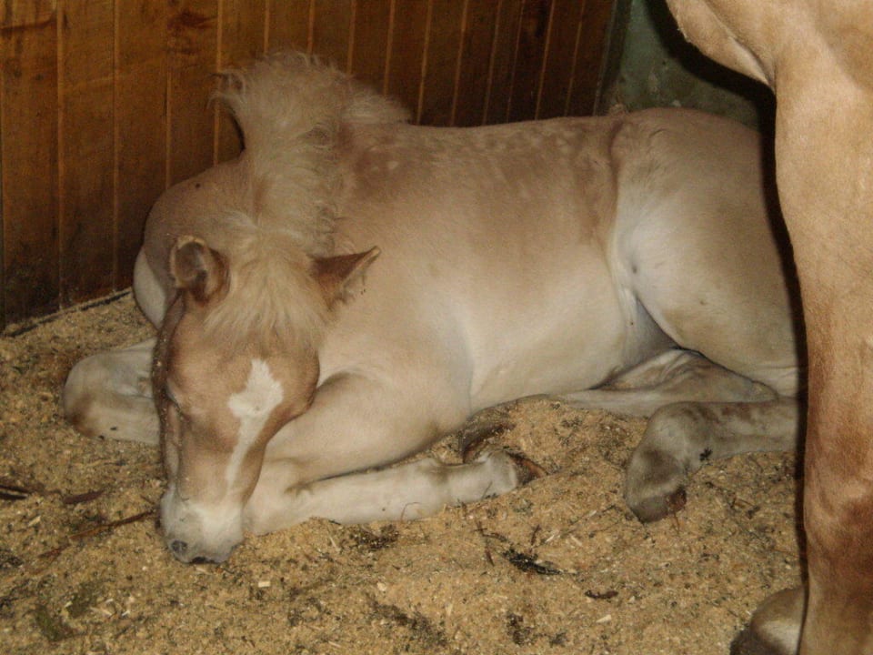 schlafendes Fohlen Familienresort Ellmauhof – das echte All Inclusive