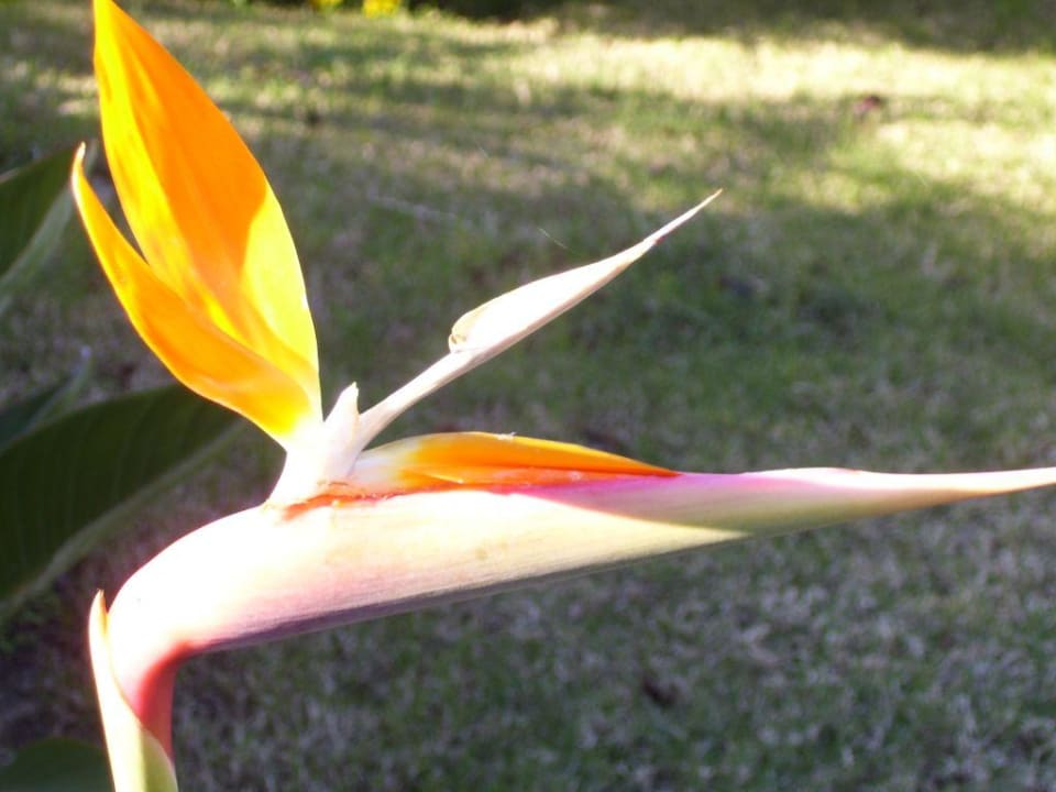 Hotalanlage Royal Wings Hotel