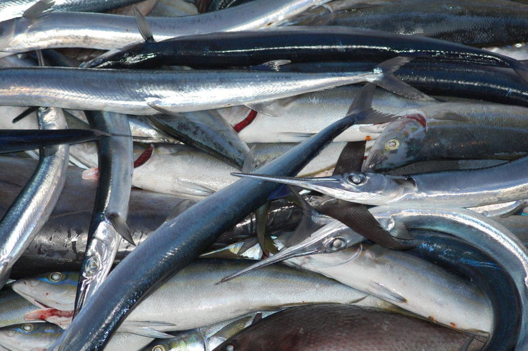 Frischer Fisch Royal Island