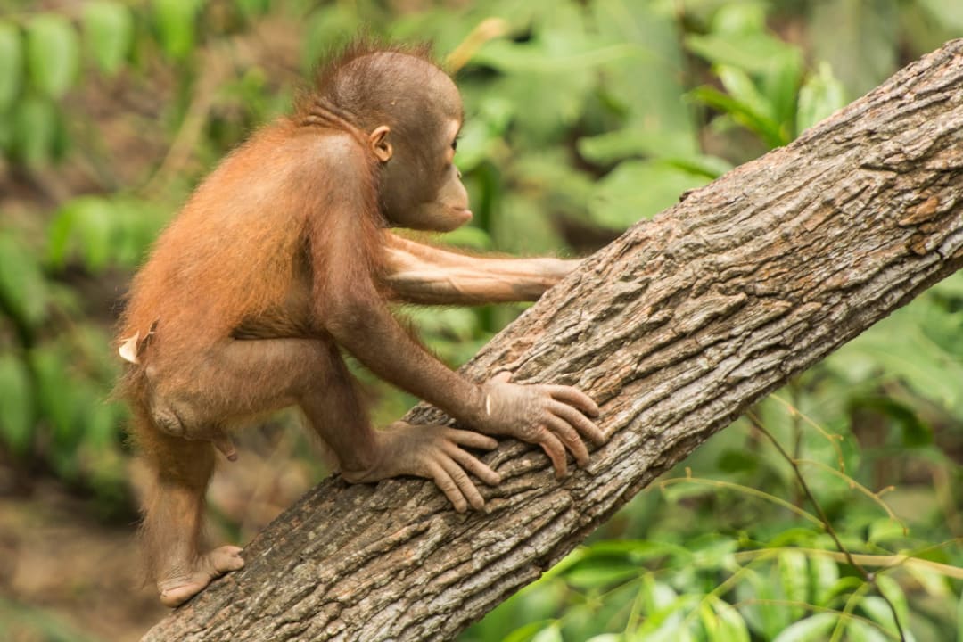 Orang-Utan  Shangri-La's Rasa Ria Resort & Spa