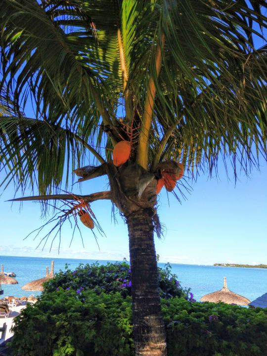 Ausblick Lagoon Attitude - Adults only