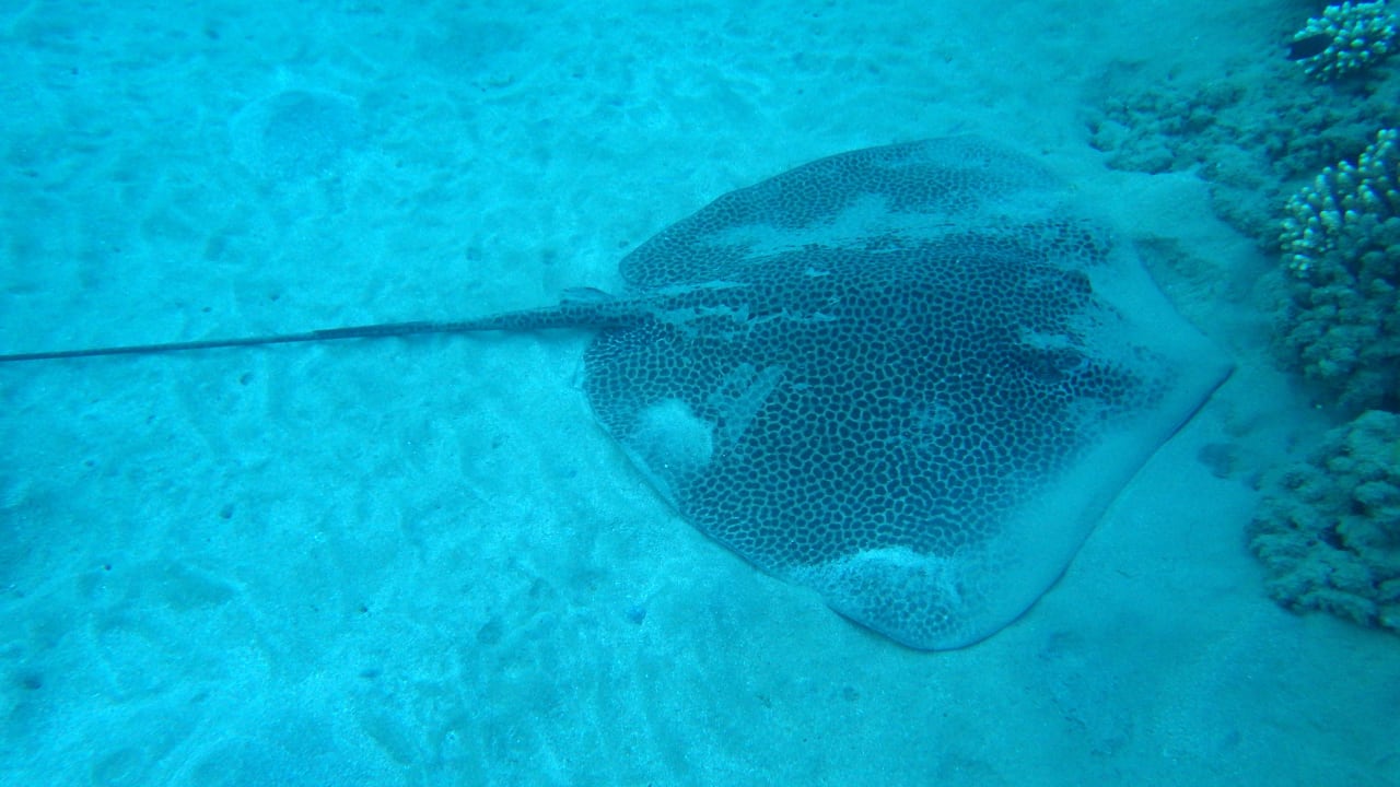 Leoparden Stechrochen Lahami Bay Beach Resort