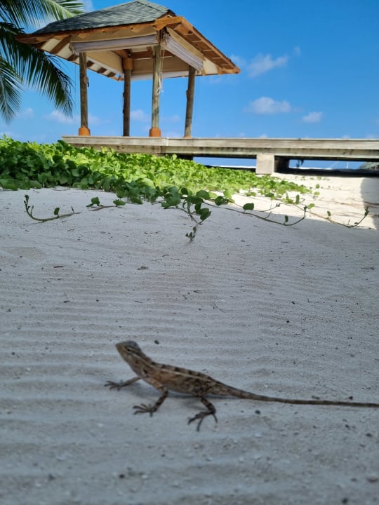 Strand NH Collection Maldives Havodda Resort