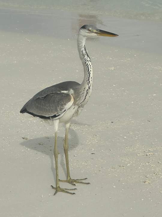 Ausblick Meeru Maldives Resort Island