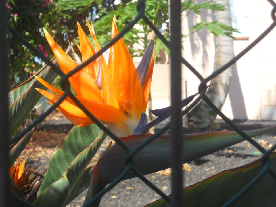 Strelicja- symbol Teneryfy Hotel El Duque