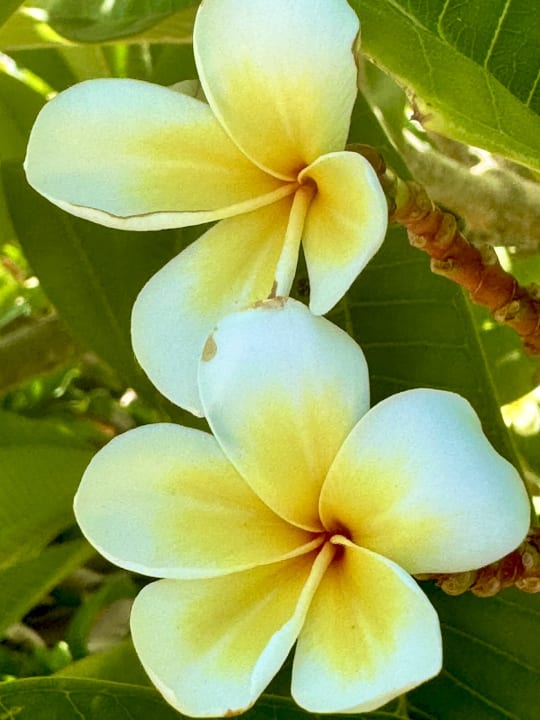 Gartenanlage Lazuli Hotel Marsa Alam