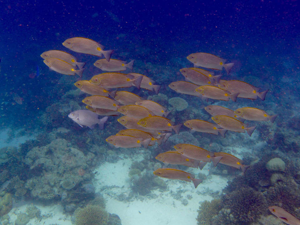 Strand ROBINSON MALDIVES