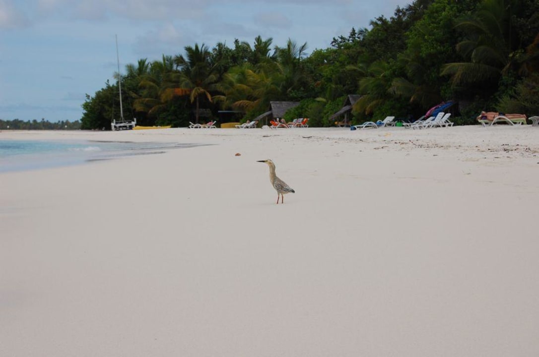 Der Strand der Ostseite Summer Island Maldives