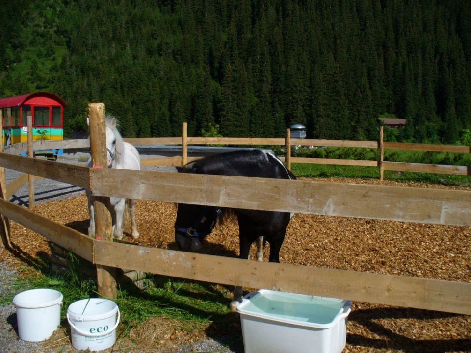 Ponys Berghotel Hochfügen