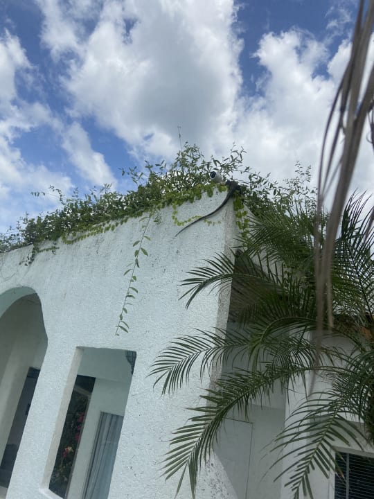 Gartenanlage Ocean Breeze Resort