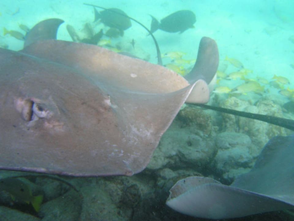 Rochenfütterung Summer Island Maldives