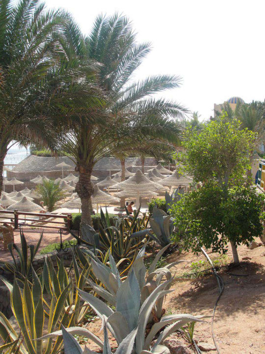 Ogród Hotel Nubian Village