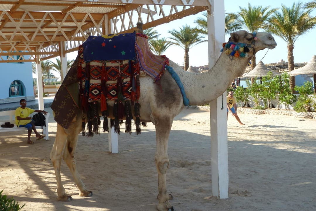 Kamelreiten am Strand Arabia Azur Resort
