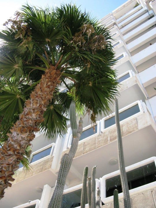 Kaktee bis zum 3.Stock Hotel Europalace