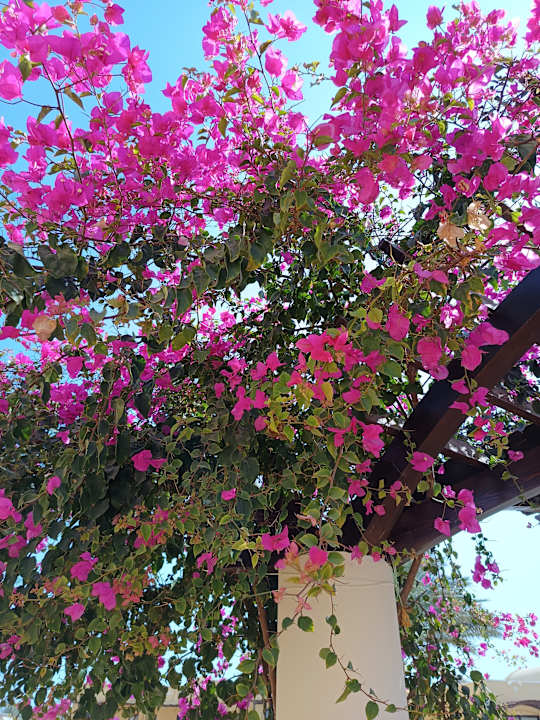 Gartenanlage Jaz Solaya