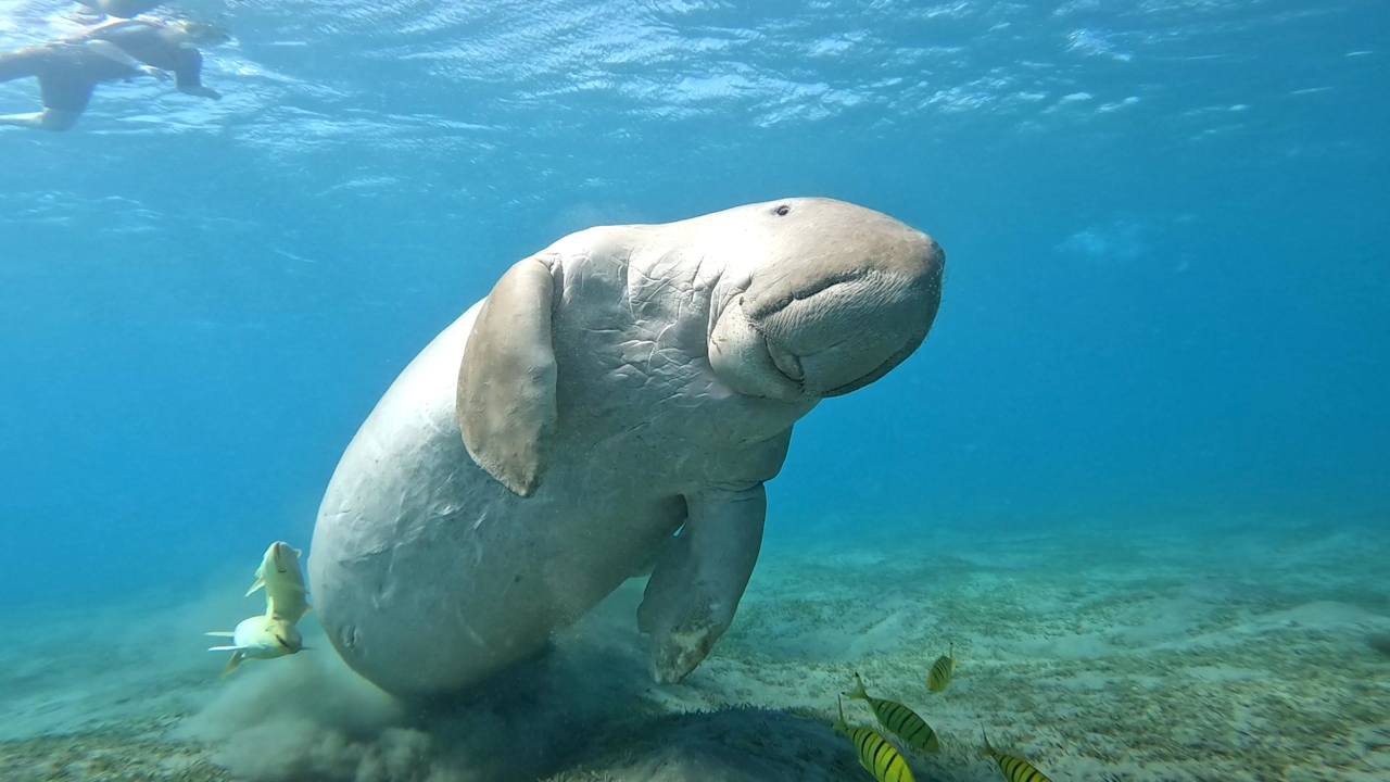 Sonstiges Pickalbatros Sea World Resort - Marsa Alam