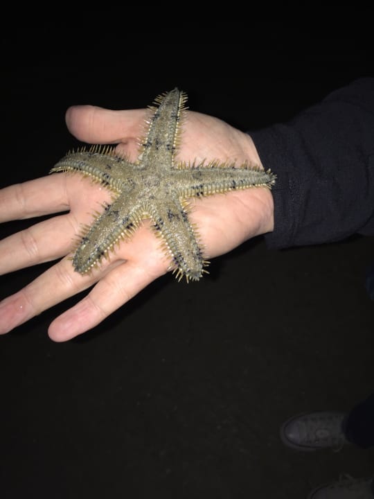 Strand DoubleTree by Hilton Resort & Spa Marjan Island