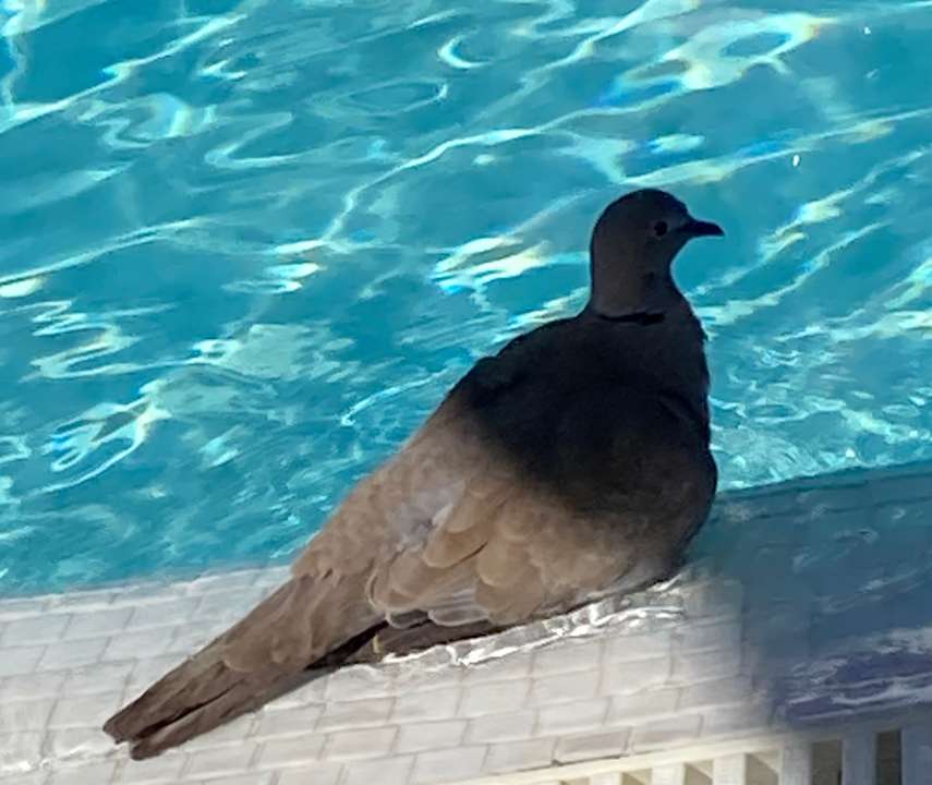 Pool IFA Altamarena by Lopesan Hotels