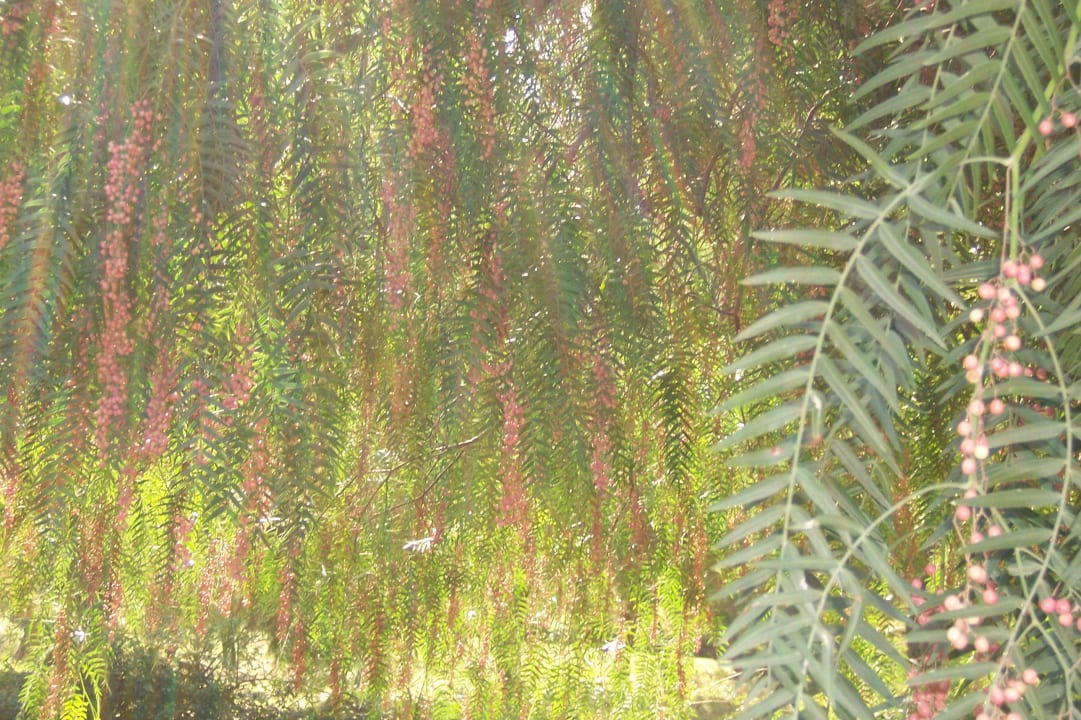 Einmalig Falkensteiner Club Funimation Garden Calabria