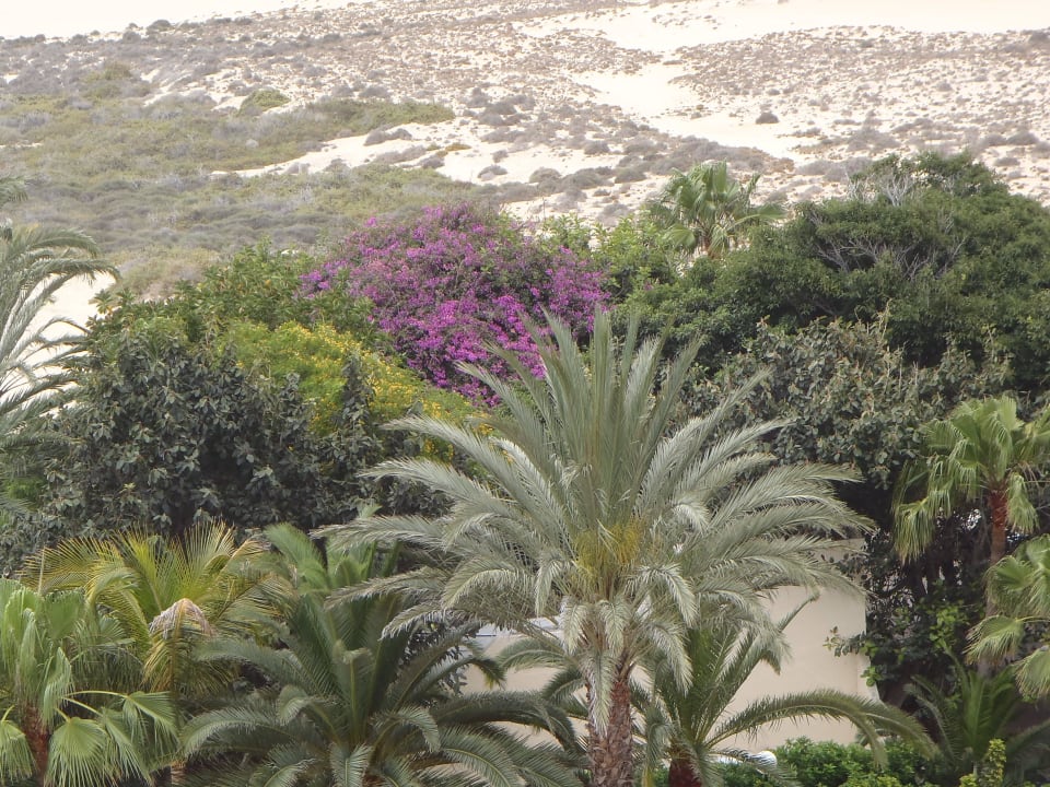 Palmen, Palmen... Hotel Riu Oliva Beach - Hotel