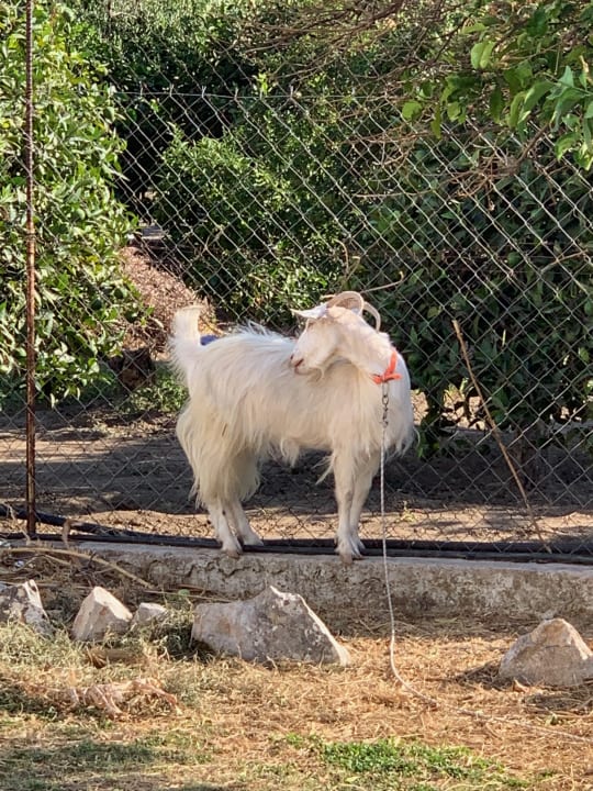 Gartenanlage Saint George Resort