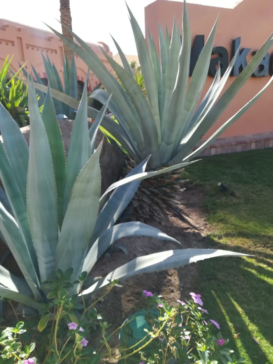 Gartenanlage Jaz Makadi Oasis Resort