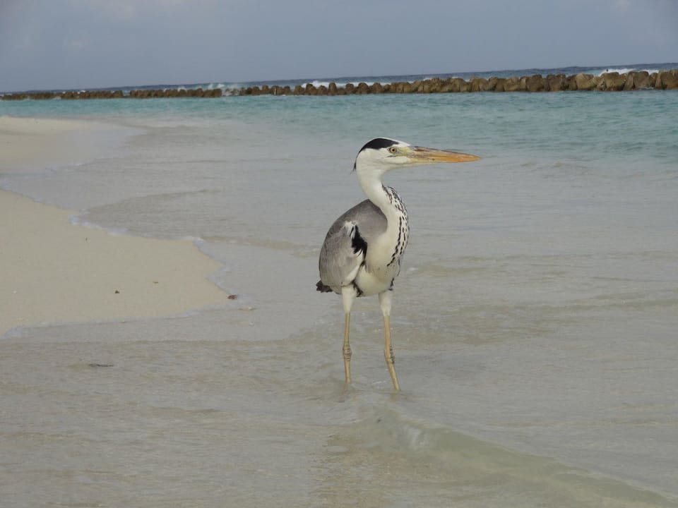 Nordstrand bei O Beach Villen Kuredu Island Resort & Spa