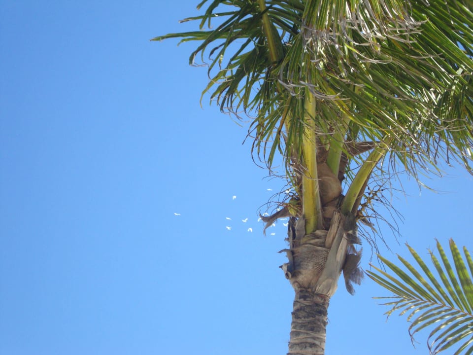 Hotel Catalonia Playa Maroma Catalonia Playa Maroma