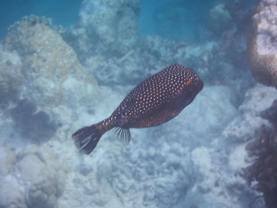 Strand Vilamendhoo Island Resort & Spa