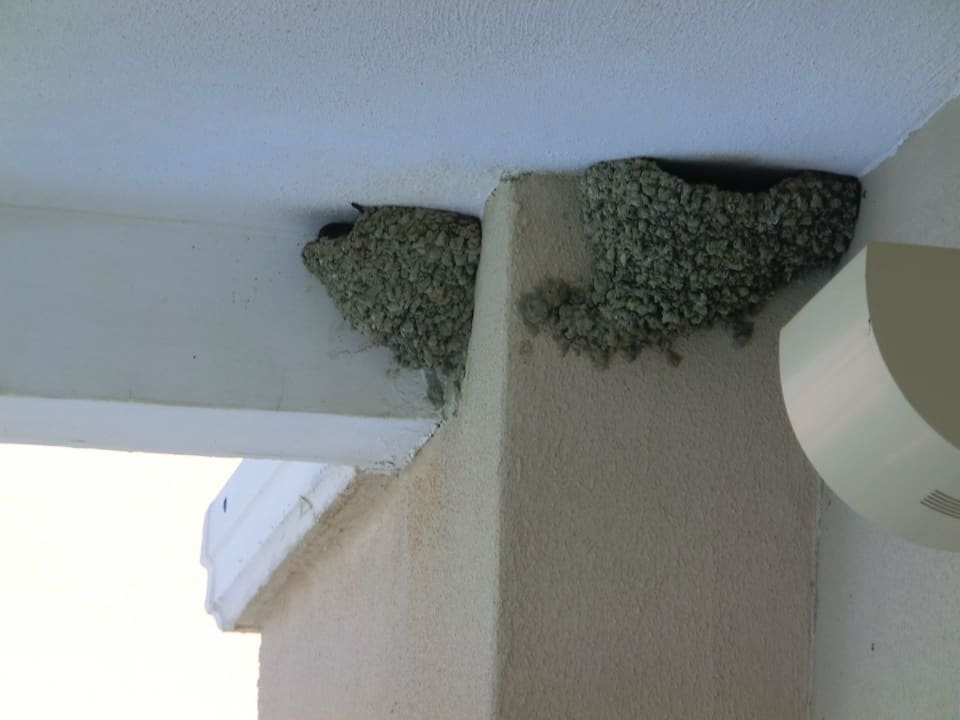 Auch die Schwalben machen es sich gemütlich Trendy Aspendos Beach Hotel