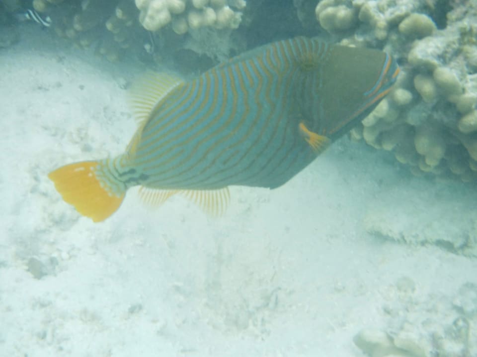 Sport & Freizeit Adaaran Select Hudhuran Fushi - Premium All Inclusive