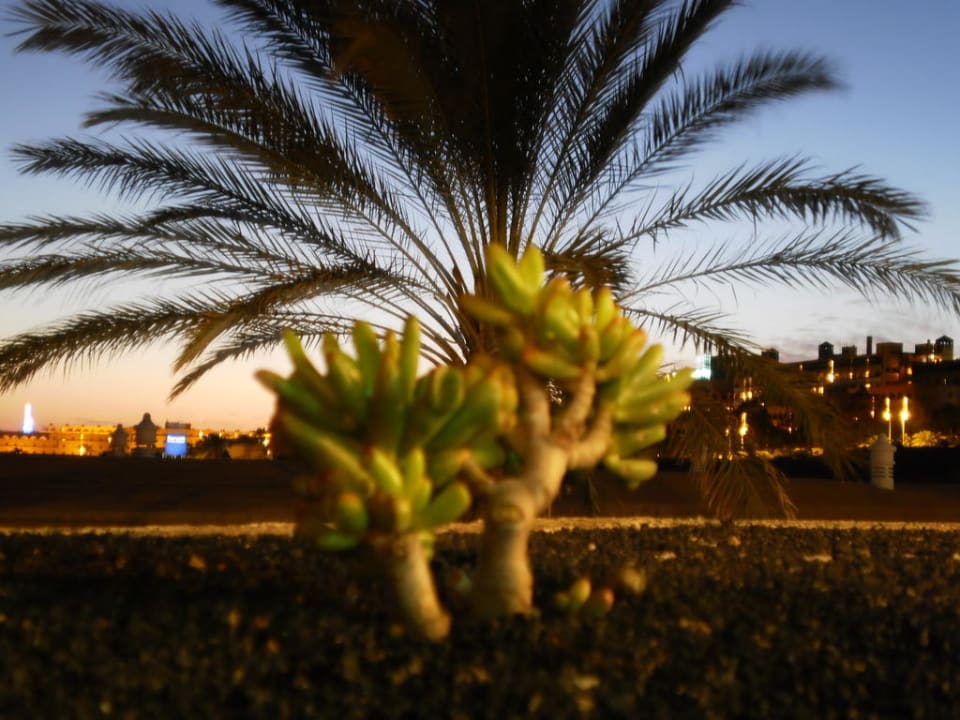Palmen bei Dämmerung Iberostar Selection Fuerteventura Palace