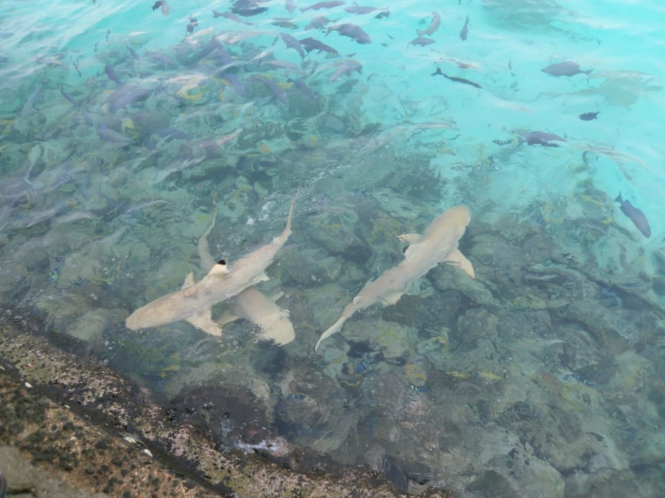 Unterwasserwelt Summer Island Maldives